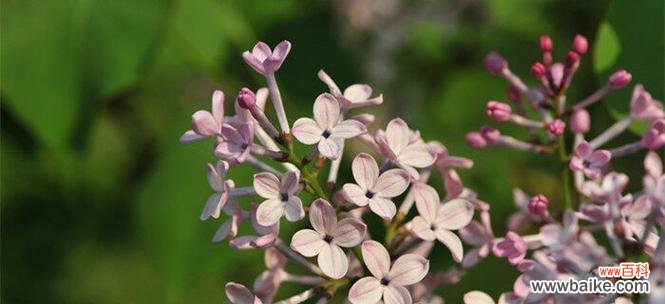 丁香花的花语与象征意义 丁香花