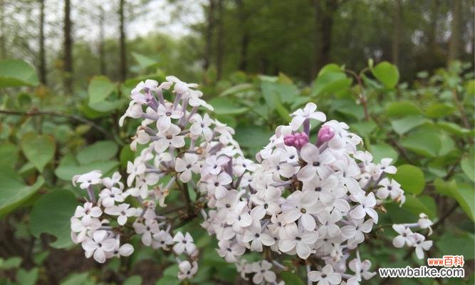 丁香花的花语与象征意义 丁香花