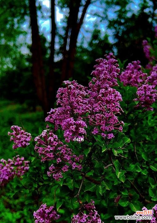 探寻丁香花的深层内涵 丁香花的寓意与象征意义