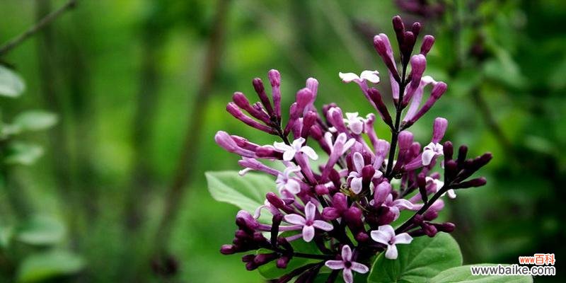 探寻丁香花的深层内涵 丁香花的寓意与象征意义