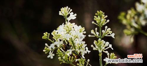 探寻丁香花的深层内涵 丁香花的寓意与象征意义