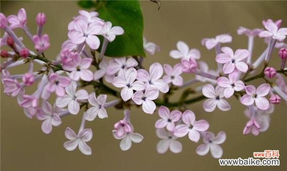探索丁香花的深刻象征意义 丁香花语
