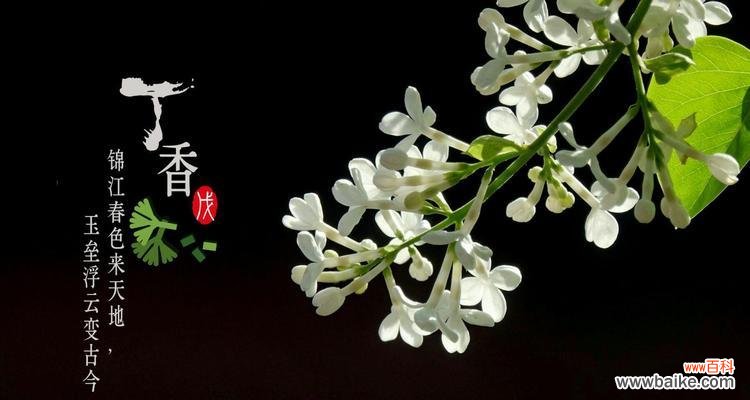 探索丁香花的深刻象征意义 丁香花语