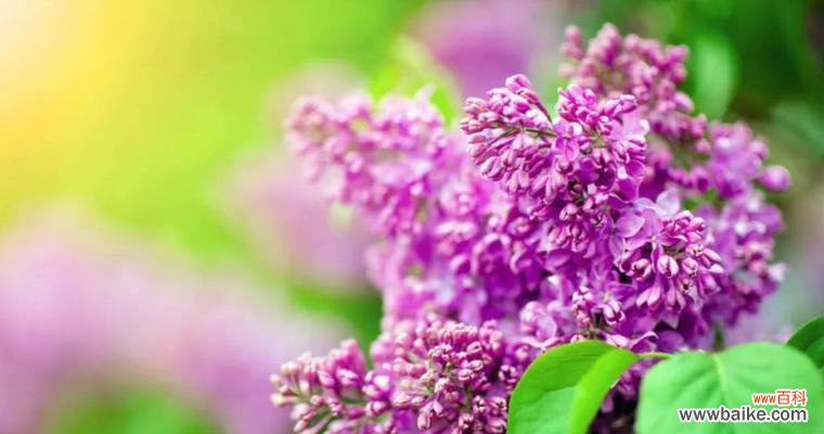 探索丁香花的深刻象征意义 丁香花语