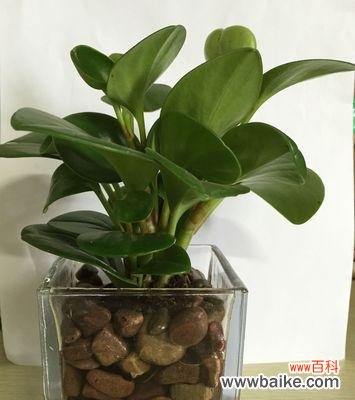 揭开豆瓣绿的美丽面纱,诠释生态与品质共生的重要关系 探索豆瓣绿的寓意与价值