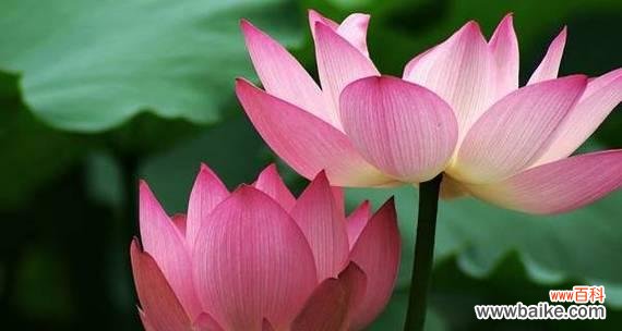 佛莲花 佛莲花的象征意义