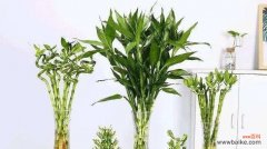 以富贵竹为生活装饰 富贵竹风水之美——繁荣与财富的象征