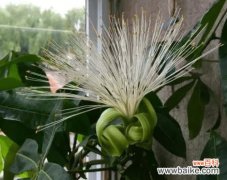 富贵树开花 富贵树开花的美好寓意