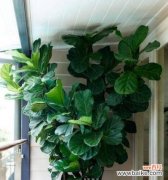 运财旺宅 富贵椰子的风水寓意及摆放位置