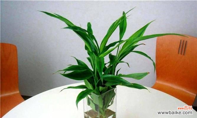 探寻富贵竹的独特寓意 富贵竹的象征与意义