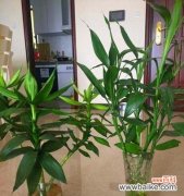 揭示富贵竹的象征意义及其重要作用 富贵竹