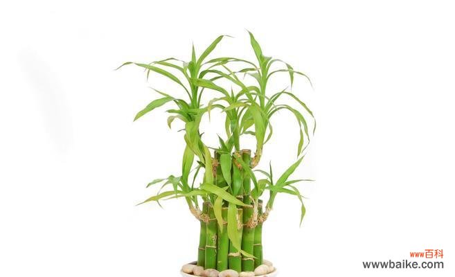 摆放禁忌与风水注意事项 富贵竹的寓意与风水象征