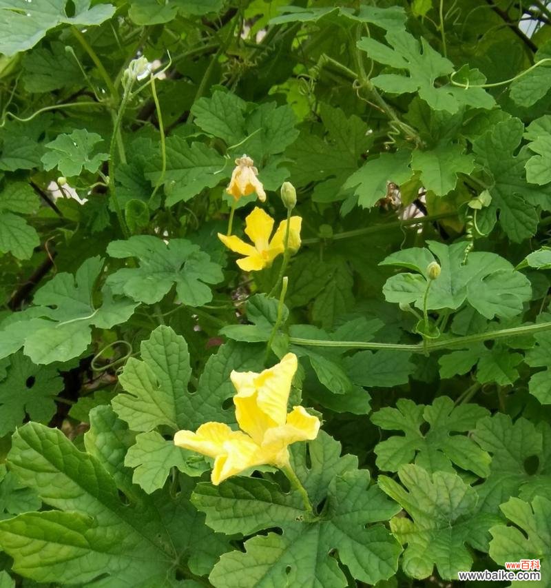揭秘甘蔗开花的神秘世界 甘蔗开花的预兆与寓意