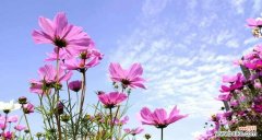 揭开格桑花的深刻内涵 格桑花的象征意义与传承