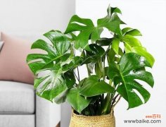 哪些花象征健康？健康纹样的花有哪些？