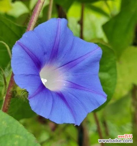 牵牛花寓意高升吗？