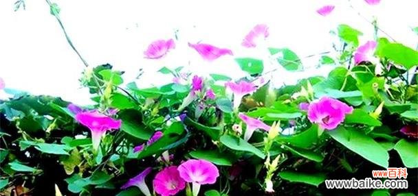 牵牛花寓意高升吗？