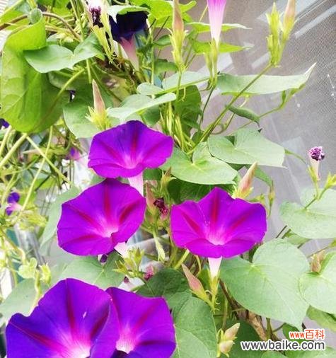 牵牛花寓意高升吗？