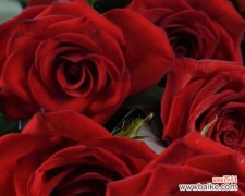 哪一种花最能象征爱情的热烈？