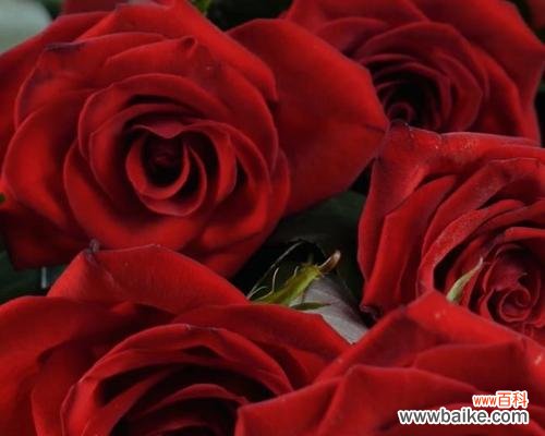 哪一种花最能象征爱情的热烈?