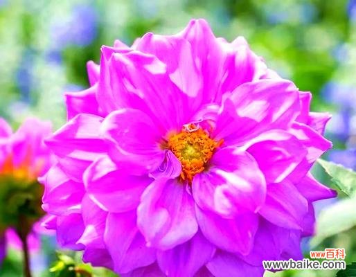 哪种花寓意幸福降临？幸福之花有哪些？