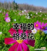 一月份开放的花有哪些寓意幸福的？