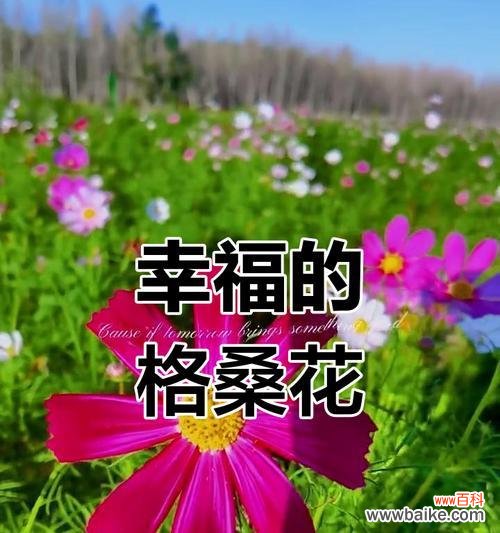 一月份开放的花有哪些寓意幸福的？