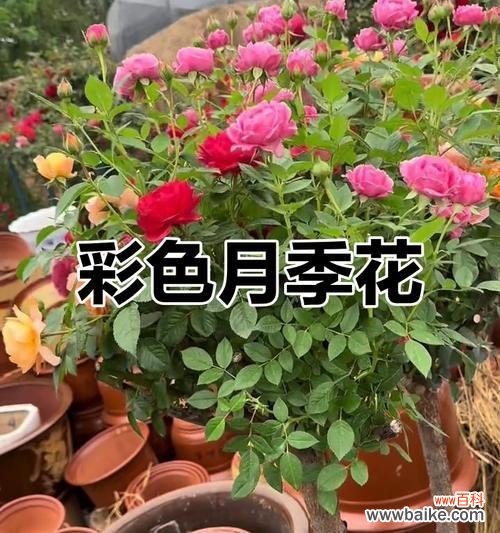 月季花颜色不同代表什么?