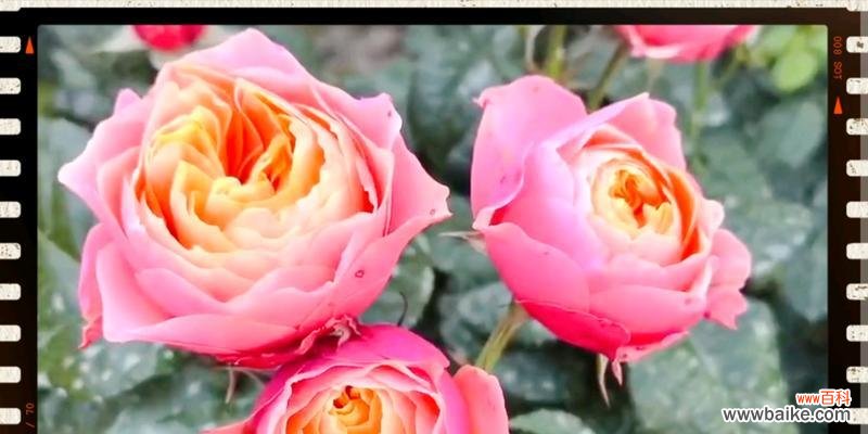 月季花颜色不同代表什么?