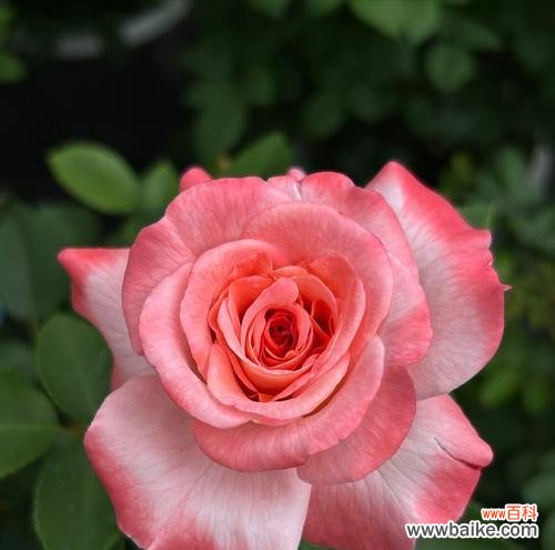 月季花颜色不同代表什么?