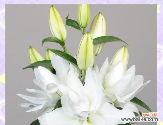 象征纯洁爱情的花有哪些？如何用花表达纯洁的爱？