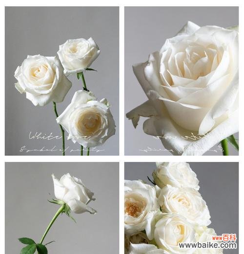 象征纯洁爱情的花有哪些？如何用花表达纯洁的爱？