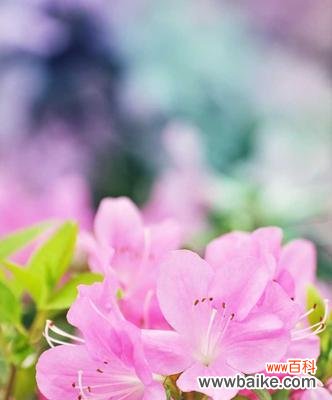 寄托爱情与变革的杜鹃花 杜鹃花的象征意义