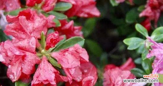 唤醒心灵的美丽使者 杜鹃花的花语——传递爱与希望
