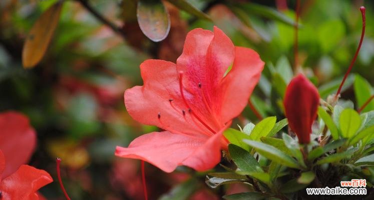 一朵花的多重寓意与象征 杜鹃花