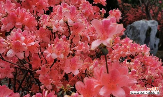 一朵花的多重寓意与象征 杜鹃花