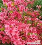 一朵花的多重寓意与象征 杜鹃花