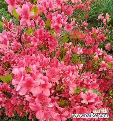 一朵花的多重寓意与象征 杜鹃花