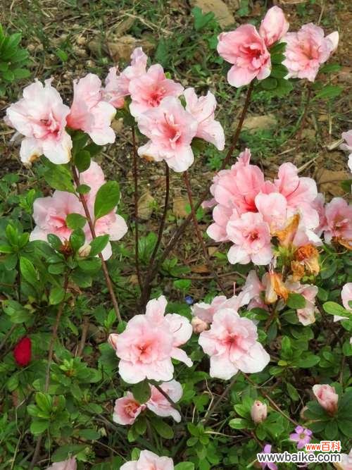 探寻勒杜鹃花语的丰富内涵 勒杜鹃花语及其寓意