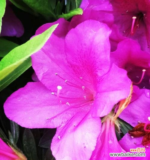 探寻勒杜鹃花语的丰富内涵 勒杜鹃花语及其寓意