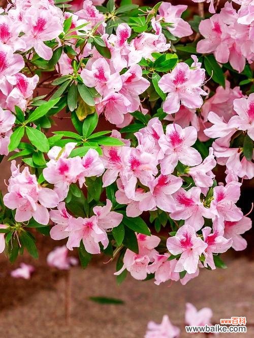 探寻杜鹃花语的背后世界 杜鹃花的花语与寓意