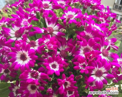 持久不变的生命力与成长之道 多年生植物