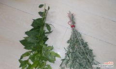 端午佳节，寄托着人们对健康与平安的美好祝愿 端午节的寓意——挂艾草的深意