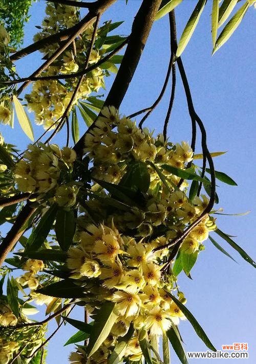 探索杜英花的神秘之美，领悟花语的深意 杜英花的花语与意义