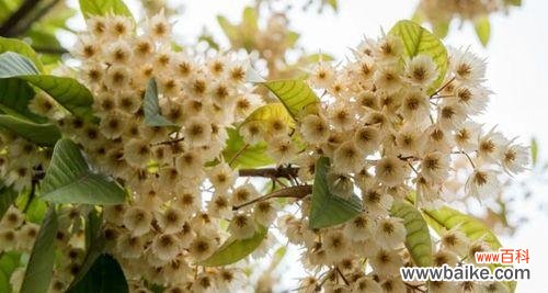 探索杜英花的神秘之美，领悟花语的深意 杜英花的花语与意义