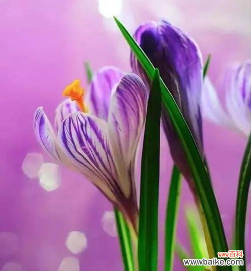 探寻番红花的花语与意义 番红花花语大揭秘!