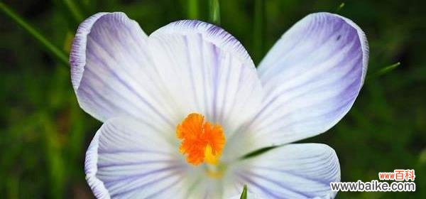 探寻番红花的花语与意义 番红花花语大揭秘!