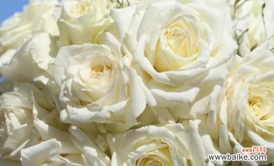 纯洁、真诚与美丽的象征 二十一朵白玫瑰的花语——传递爱与祝福
