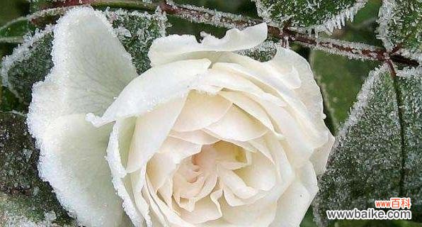 纯洁、真诚与美丽的象征 二十一朵白玫瑰的花语——传递爱与祝福