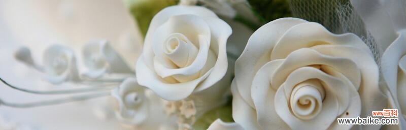 纯洁、真诚与美丽的象征 二十一朵白玫瑰的花语——传递爱与祝福